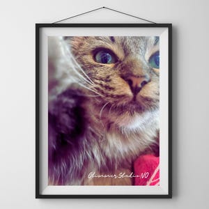 Self Pawtrait – Curious Close-up Cat Photo with Whimsical Mood – Wall Art Digital Print - Download