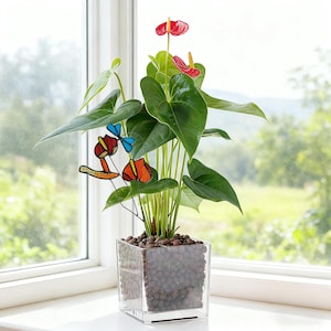May include: Anthurium plant with vibrant red flowers and large green leaves in a clear square glass pot. Decorative stained glass butterflies in orange, yellow, and blue add a whimsical touch. The pot is filled with small brown pebbles, creating a natural aesthetic.