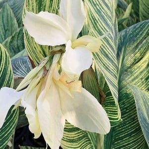 White Canna - Etsy