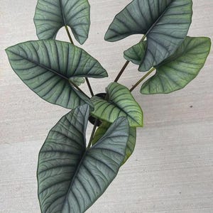 May include: Overhead view of an Alocasia Silver Dragon plant. The plant features large, textured, silvery-green leaves with prominent veining. The leaves are heart-shaped and emerge from dark stems, creating a striking contrast against the light background.