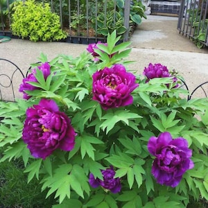 May include: A vibrant bush of deep purple peonies in full bloom, surrounded by bright green leaves. The flowers have a layered petal structure and a yellow center. The plant is in a garden setting, framed by a decorative black metal fence.
