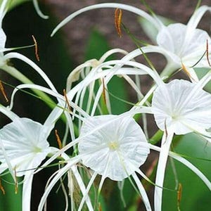 May include: Close-up of white spider lilies with long, thin, white petals and delicate, thread-like stamens. The flowers have a star-like shape and are set against a blurred green background.