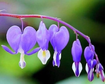 New Bleeding heart vine purple red flowers Pack of 2 Bulb