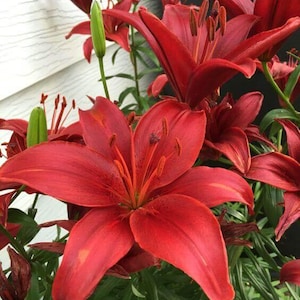 Pretty Asiatic lily Lilium Imported Flower Bulbs Red Pack of 4 bulb