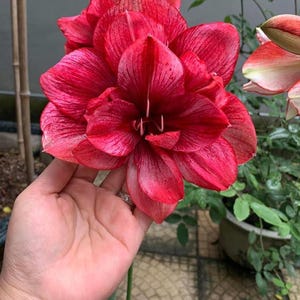 Imported Double Amaryllis Lily Flower Bulbs for Planting and Gardening, Pack Of 2 Bulbs (red)
