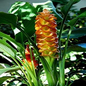 May include: Close-up of a vibrant orange and yellow flower with layered petals, resembling a cone. The flower is surrounded by large, green leaves with prominent veins. The plant has a lush, tropical appearance.