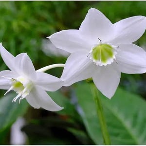 May include: Close-up of two white flowers with six petals each, showcasing a vibrant green center. The flowers are in full bloom, with delicate details visible. The background is a soft green, creating a natural and serene setting.