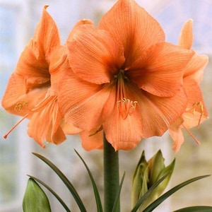 Amaryllis Double Flowering Bulbs | pure orange flowers bulbs | Pack of 2 Bulbs