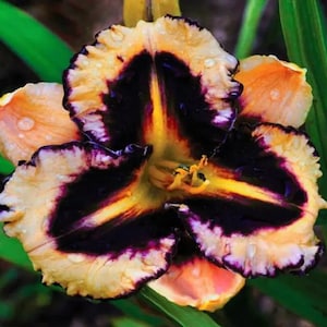 May include: Close-up of a daylily flower with a striking color pattern. The petals are a blend of yellow, peach, and deep purple, with a prominent dark center. Water droplets add a fresh, natural touch to the flower.