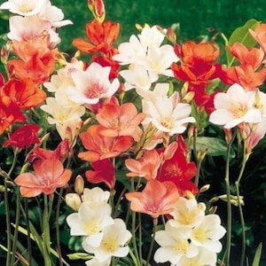 Prety Tritonia Mixed Color Flower Bulbs Pack of 5 Bulbs