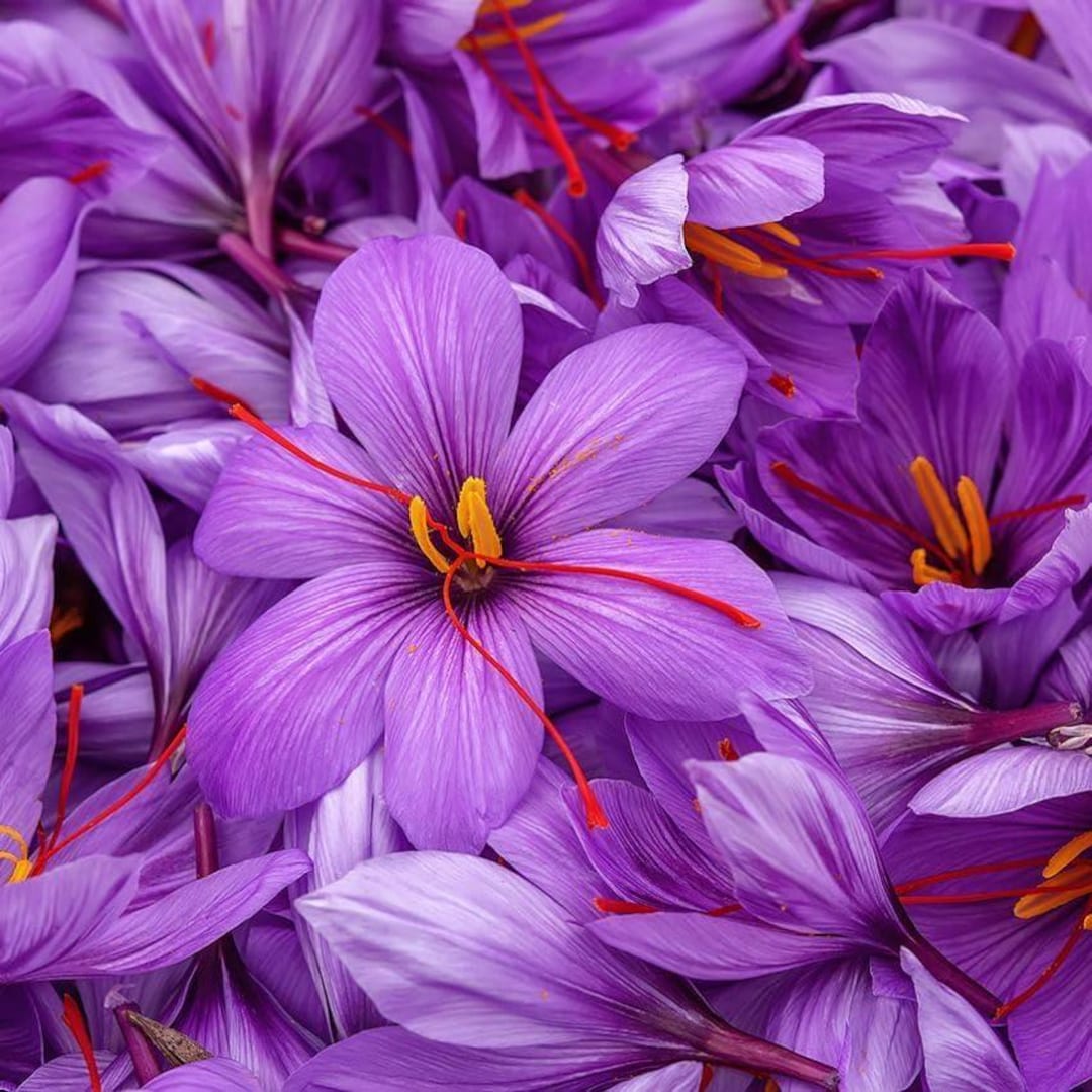 Kesar Bulb Saffron Flower Bulbs | Kesar Flower Bulbs for Home and Gardening (pack ...
