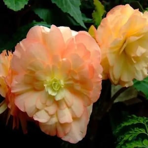 Pretty  Begonia Double Imported Flower Bulbs (light Orange) pack of 1 bulb