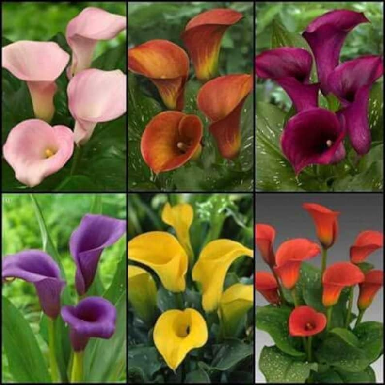 Imported Rare Variety Mix Calla Lily Zantedeschia Big Size Flower Bulb ...