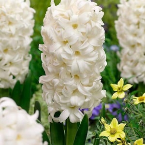 Pretty  Hyacinth Imported Flower Bulb White pack of 2 bulbs