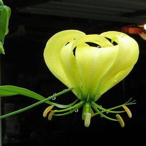 May include: A close-up of a yellow lily flower with water droplets. The flower has multiple petals and stamens, with a green stem and leaves. A green bud is visible in the upper left corner. The background is dark.