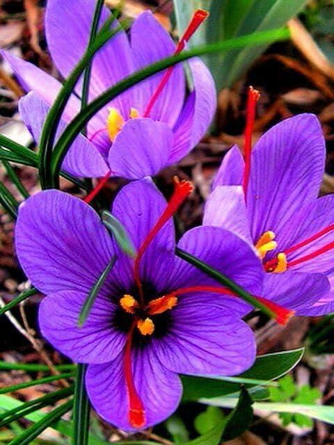 Kesar Bulb Saffron Flower Bulbs | Kesar Flower Bulbs for Home and Gardening (pack ...