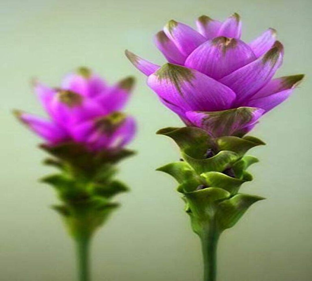 Imported Purple Curcuma Flower Bulbs - Sweet Fragrance, Pack of 3 ...