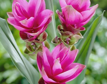 Pink Curcuma Flower Bulbs - Pack of 2, Imported Variety