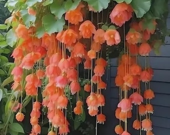 Weeping begonia flowers bulbs | begonia orange  flower bulbs for Home pots  pack of 3 bulbs