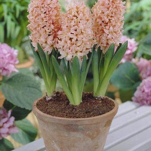 Pretty Hyacinth Imported Flower Bulbs Gipsy Queen Pack of 2 bulbs