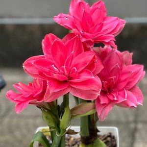 Imported Double Amaryllis Lily Flower Bulbs for Planting and Gardening, Pack Of 5 Bulbs (Dark Magenta)