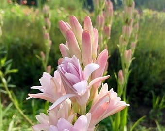 Imported Rajnigandha Tuberose Flower Bulbs Pack Of 10+ Bulbs For Home Gardening (mixedcolor)