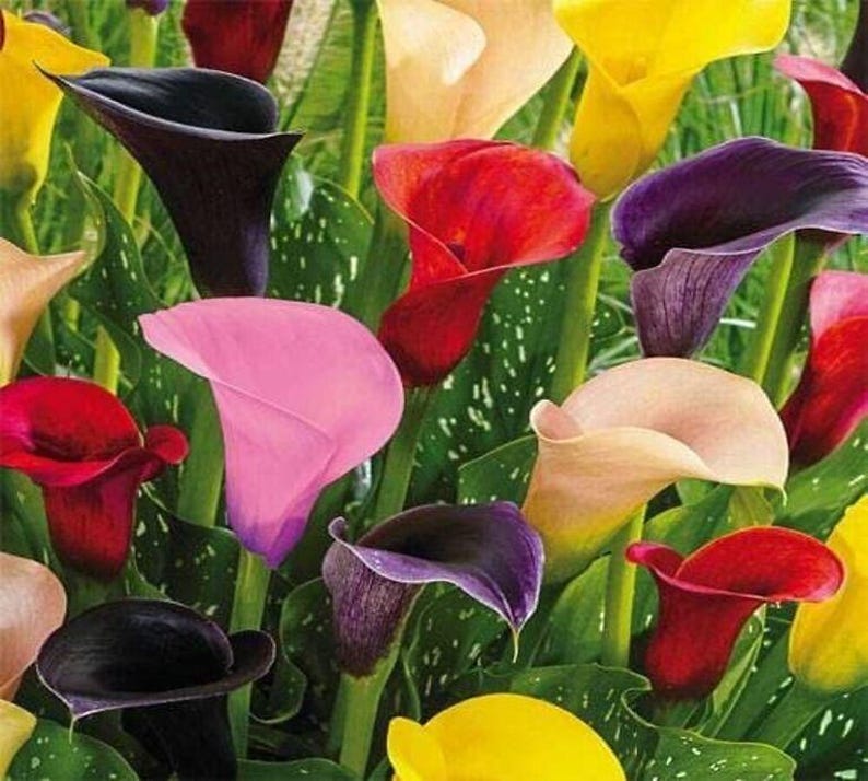Rare Variety Pink & White Calla Lily Flower Bulbs Easy Growing for All ...
