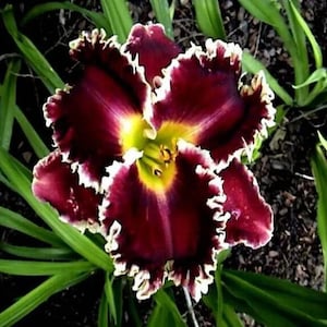 May include: A close-up of a daylily flower with deep burgundy petals edged in white. The center of the flower is yellow, and the petals have a ruffled appearance. Green leaves surround the flower, creating a natural backdrop.