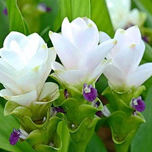 May include: Close-up of white flowers with delicate petals and green foliage. The flowers have a soft, layered appearance, with hints of purple accents at the base. The image showcases the natural beauty of the blooms.