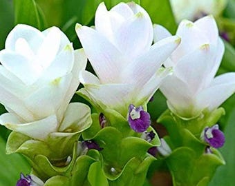Pretty  Curcuma White Flower Bulbs Pack of 2 Bulbs