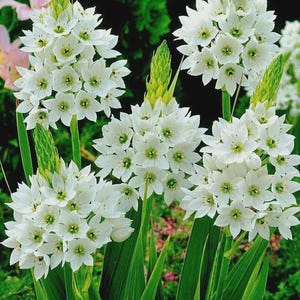 May include: A cluster of white Star of Bethlehem flowers with green centers and long green leaves. The flowers are in full bloom, with multiple flower heads visible. The background is a mix of green foliage and other flowers.
