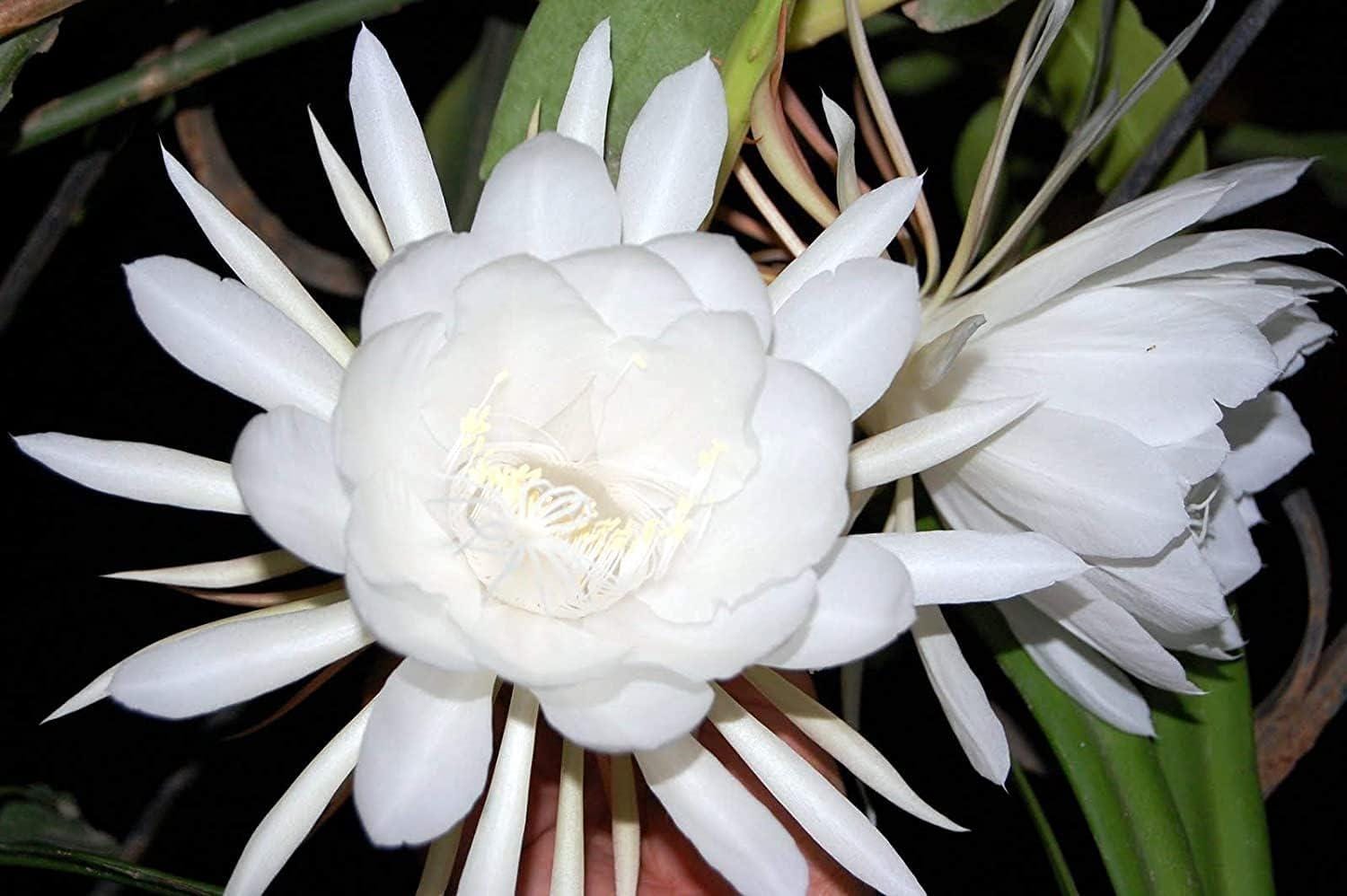 80+Seeds- Brahma Kamal Blooming Flower Seeds For Planting