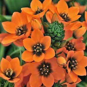 May include: Close-up of vibrant orange Star of Bethlehem flowers with dark centers and green foliage. The petals are open, showcasing the flower's delicate structure. A cluster of buds and a green succulent-like plant are also visible.