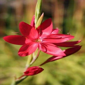 Pretty Ixia Red Flower Bulbs Pack of  2 Bulbs