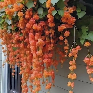 Weeping begonia flowers bulbs pure orange flowers bulbs  Pack of 4 Bulbs