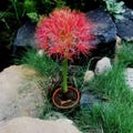 African Blood Lily | Red | Flowering Bulbs (Pack of 5) | Premium Flower Bulbs for Home Gardening | Fresh bulbs for Flower Pots product logo