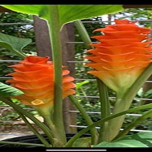 May include: Close-up of vibrant orange torch ginger flowers with layered petals, set against green foliage and stems. The flowers are in full bloom, showcasing their unique, cone-like shape. The image captures the natural beauty of the tropical plant.