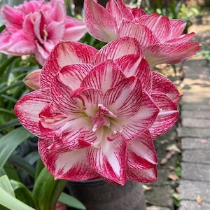 Amaryllis Lily pink color Flower Bulb For Planting Great Choice Home Grown Decoration Balcony Indoor And Outdoor (Pack Of 2 Flower Bulbs)
