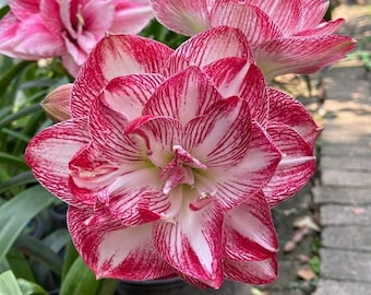 Amaryllis Lily pink color Flower Bulb For Planting Great Choice Home Grown Decoration Balcony Indoor And Outdoor (Pack Of 2 Flower Bulbs)