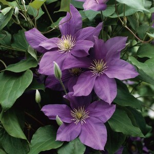 Clematis Climbing Flower Seeds for Your Home and Gardening 70 to 80 ...
