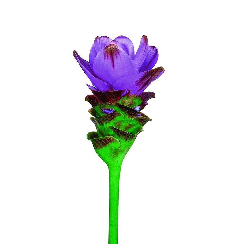 Imported Flower Bulbs for Summer Gardening Curcuma Purple – Pack of 2 ...