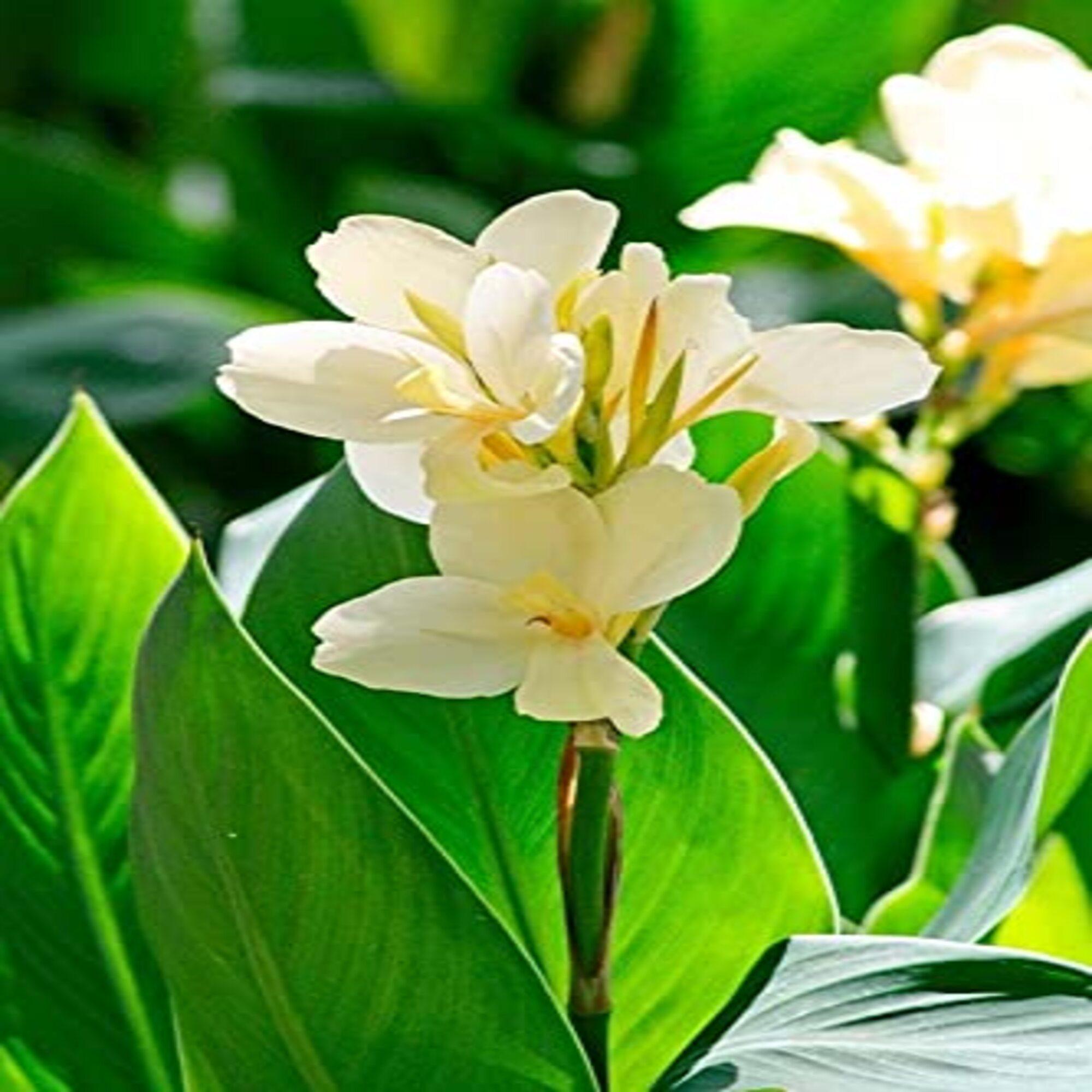 Dwarf Canna Lily - Etsy