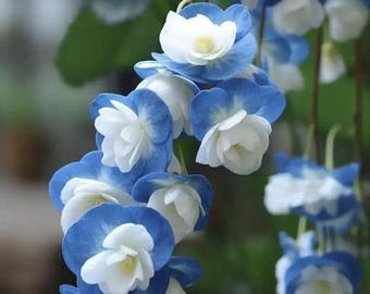 Weeping begonia flower bulbs | blue with white color flower bulbs | Winter flower bulbs for Home Gardening pack of 3 bulbs
