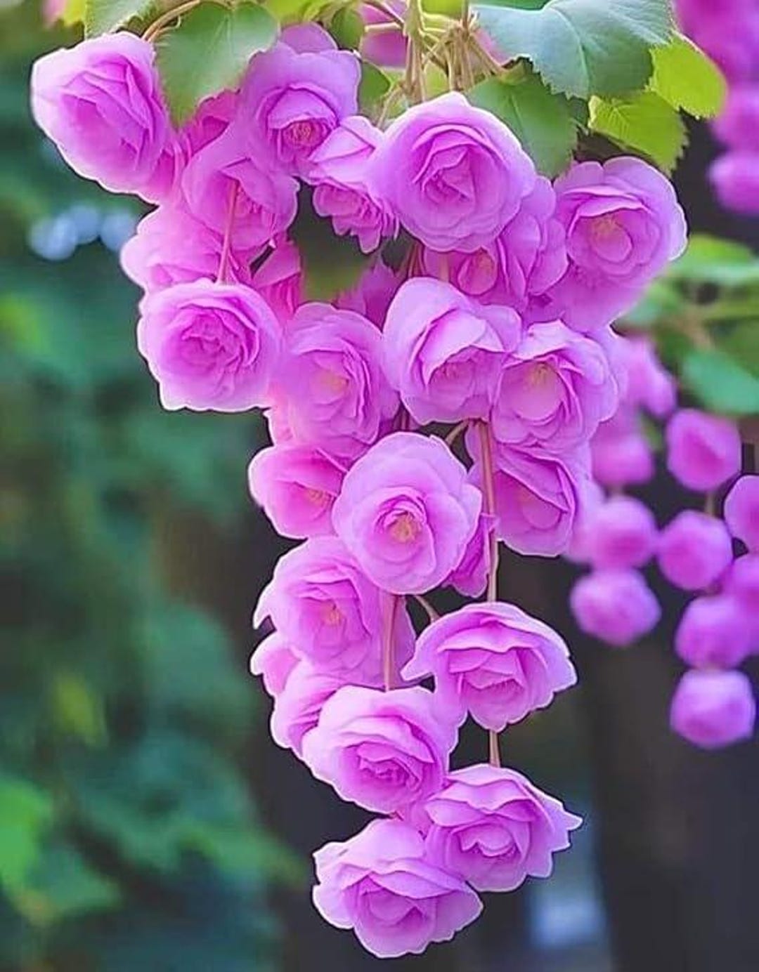 Weeping Begonia Flower Bulbs for Planting and Gardening, Pack of 2