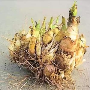 May include: A close-up of a cluster of bulbs with emerging green shoots and a network of brown roots. The bulbs are a mix of tan and yellow, with some showing signs of new growth. The image is taken against a neutral background.