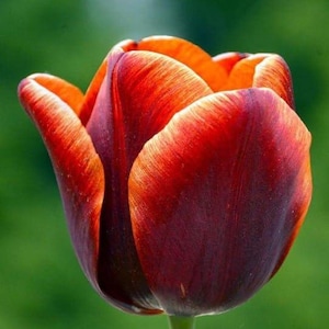May include: A close-up of a vibrant tulip in full bloom. The petals transition from deep burgundy to fiery orange at the edges, creating a striking contrast. The flower sits atop a slender green stem against a blurred green background.