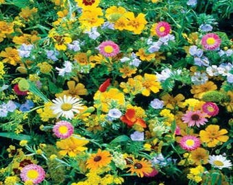 improted Wildflowers, Perennial Mix-100+ seeds