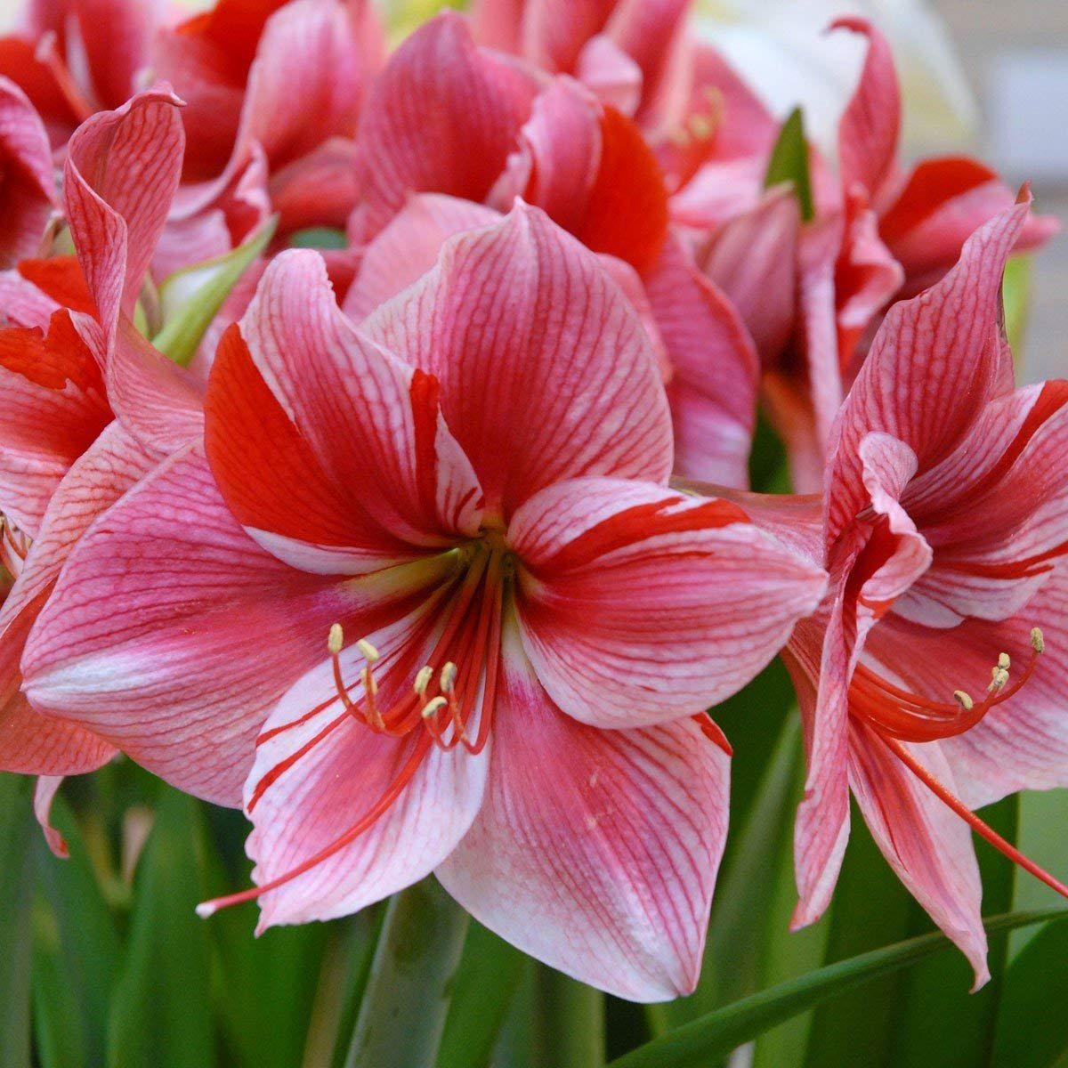 Amaryllis Lily Double Flower Bulbs  Pack of 2 Bulbs,