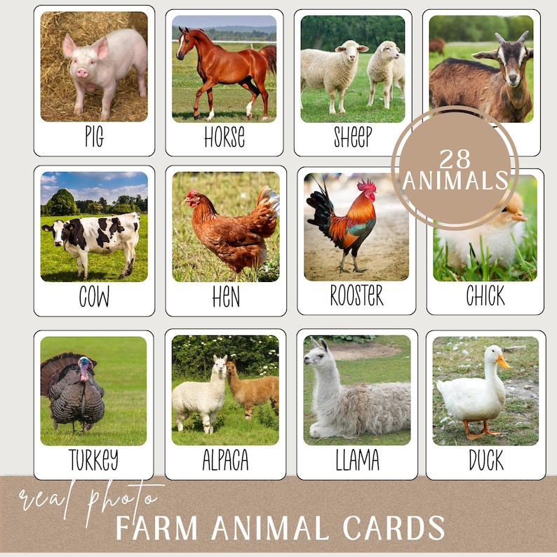 Farm Animal Flashcards: Real Photo Montessori Cards (printable PDF ...