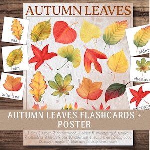 May include: A poster and flashcards set featuring watercolor illustrations of autumn leaves. The poster displays various leaf types, including oak, elm, aspen, and sweetgum, with their names. The text "Autumn Leaves Flashcards + Poster" is also visible.